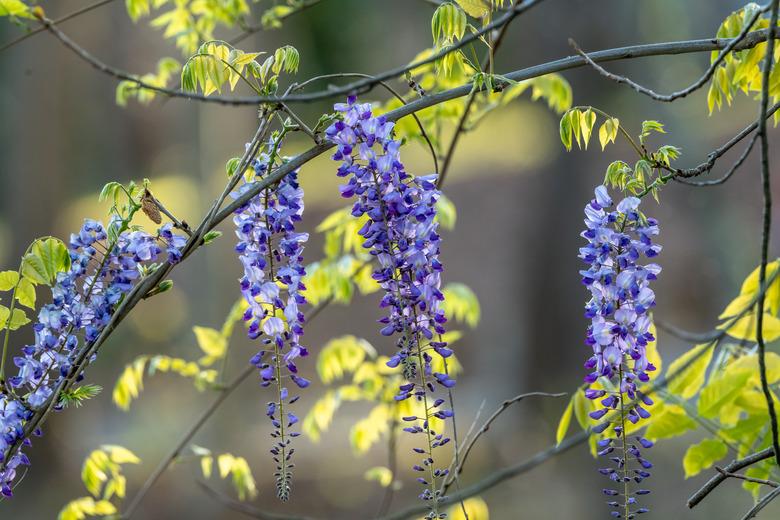 Backlit Purple Wisteria Vine Blooms