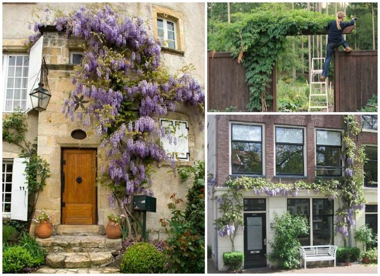 How to grow wisteria vines