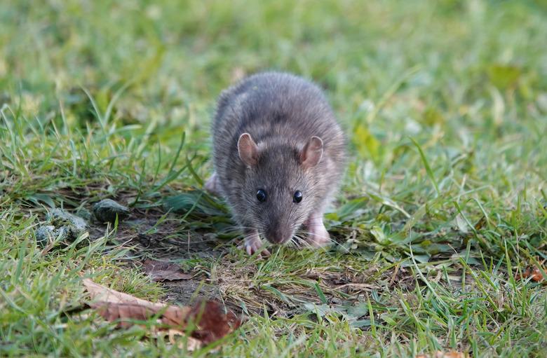 Front view of a brown rat walking through grass.