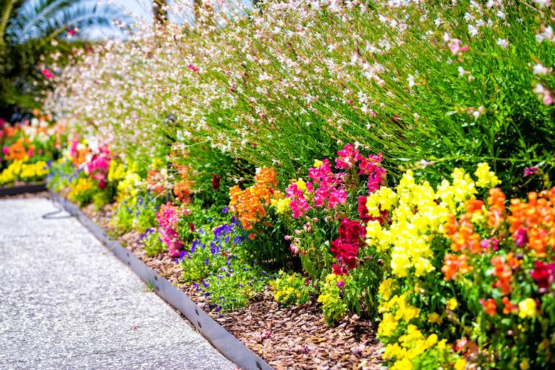 Mulched flower bed in summer with snapdragons and other flowers.