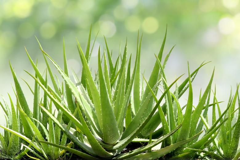 Aloe vera in a garden.