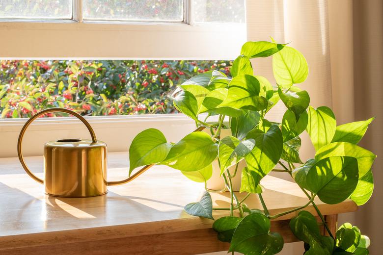 Potted Devils Ivy plant inside a beautiful new flat or apartment.