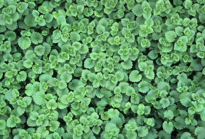 Creeping Charlie (Glechoma hederacea)