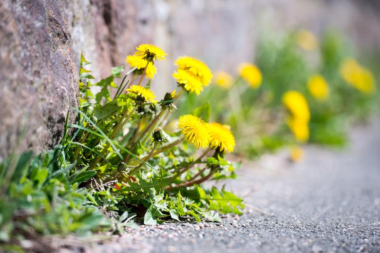 Tough dandelion finding a way