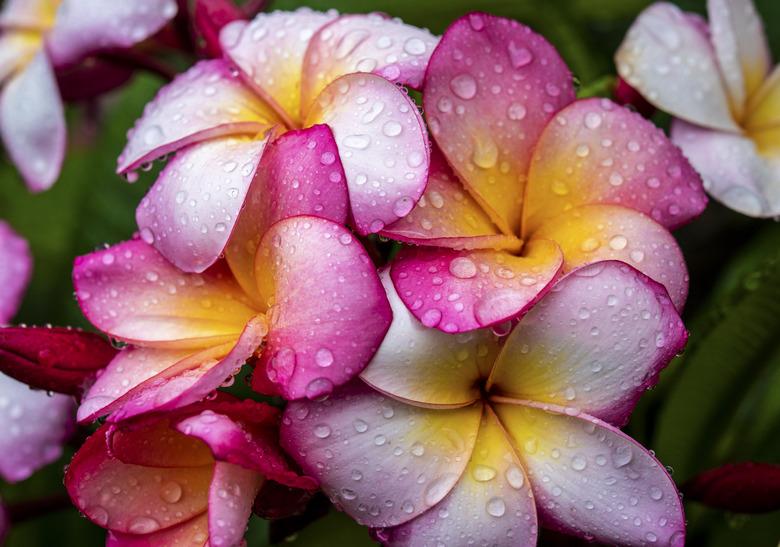 Frangipani flowers in the rain.