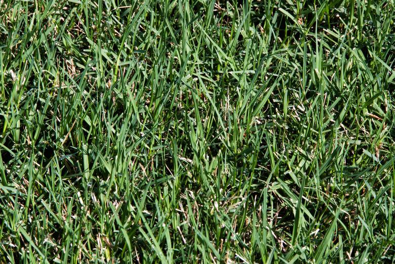 Thick Bermuda Grass Growing in a Lawn