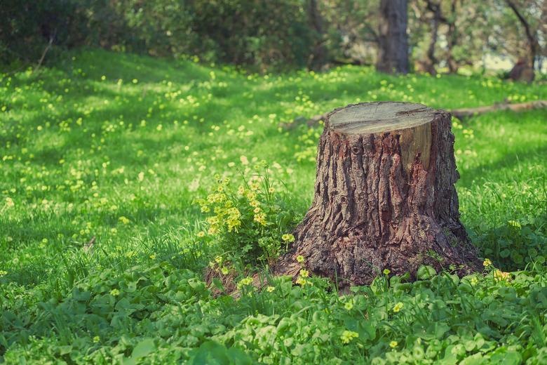 Tree Trunk Stump, in a Grassy Field With Yellow Wildflowers, in a Forest, in Golden Gate Park, San Francisco