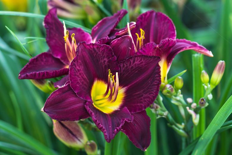 Hemerocallis 'Bela lugosi' daylily.