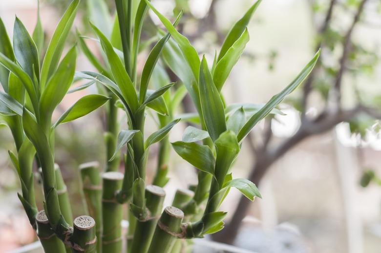 Lucky bamboo (Dracaena sanderiana) plant in a vase at home