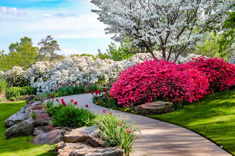 Curved path through banks of azaleas under blue sky and dogwood trees with tulips.