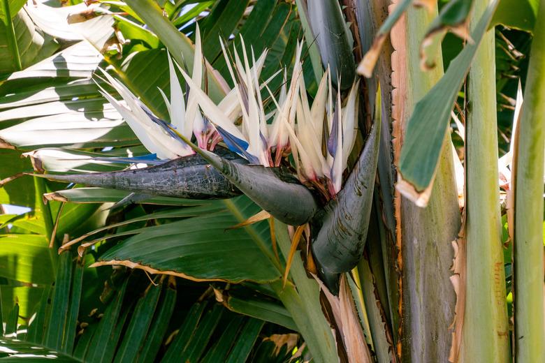 Strelitzia nicolai belongs to the family Strelitziaceae