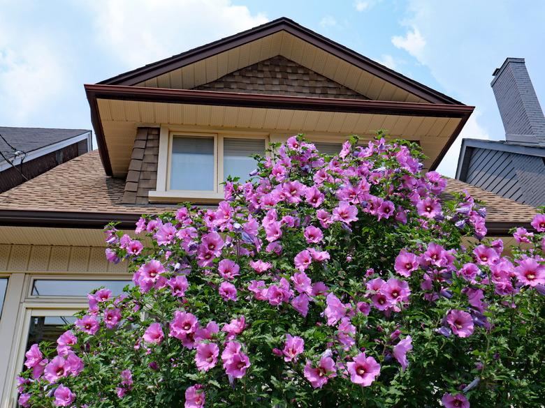 Garden in summer with beautiful purple Rose of Sharon bush