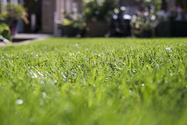 Close-Up Of Grass On Field