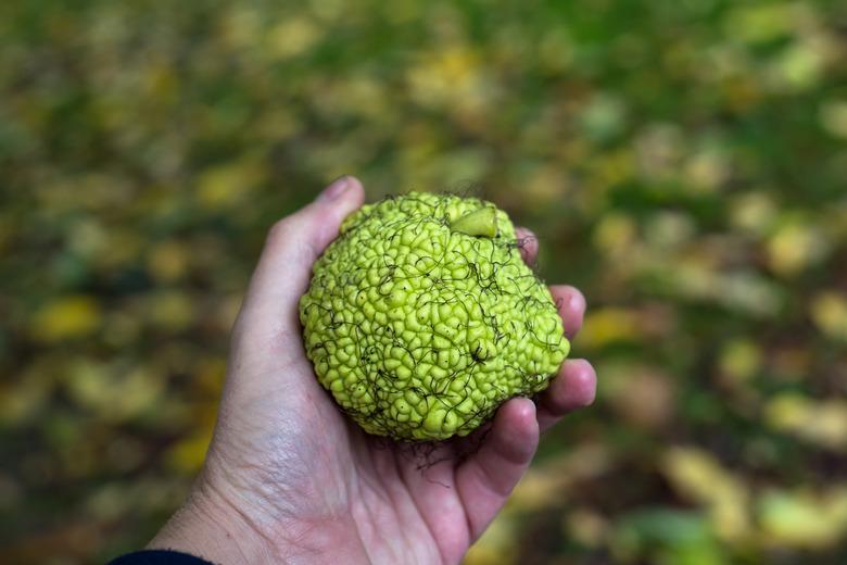 green hedge apple fruit in hand in a public garden