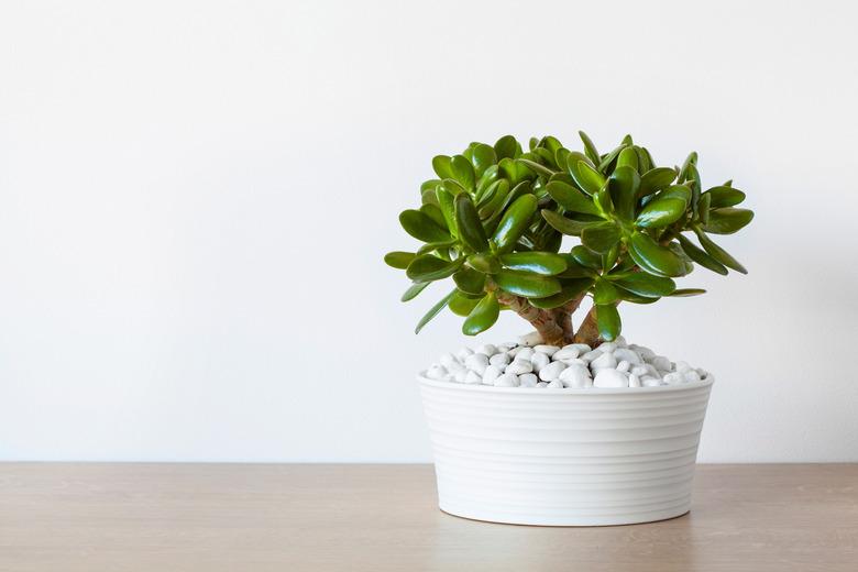 houseplant Crassula ovata jade plant money tree in white pot