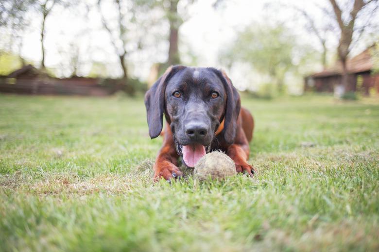 Pet in garden.