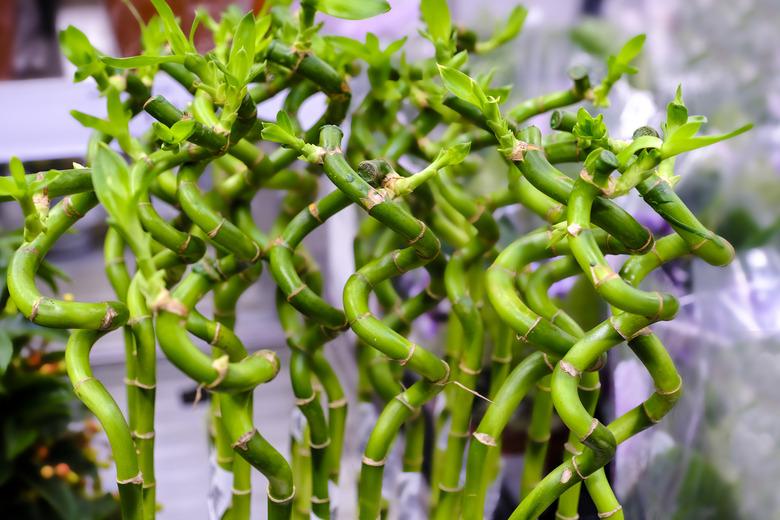 Lucky Bamboo , Dracaena Sanderiana. A tropical ornamental plant at floral market