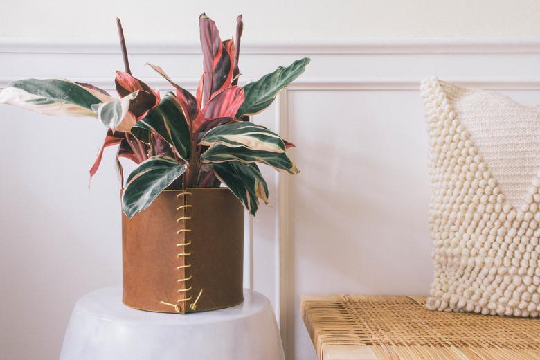 Plant in a leather-wrapped planter near bench