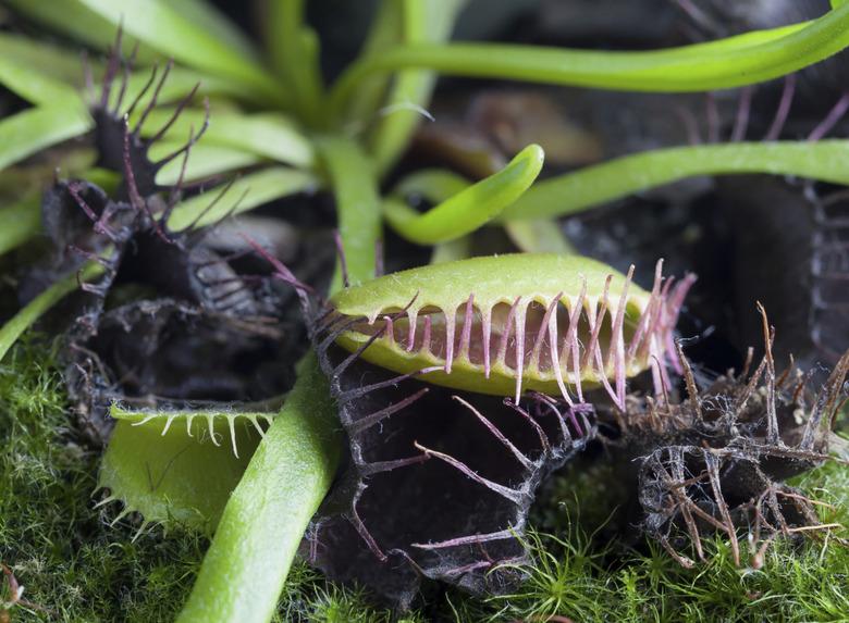 carnivorous plant.