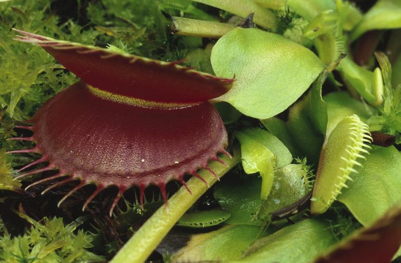 Venus flytrap plant