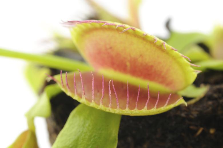 Venus Flytrap