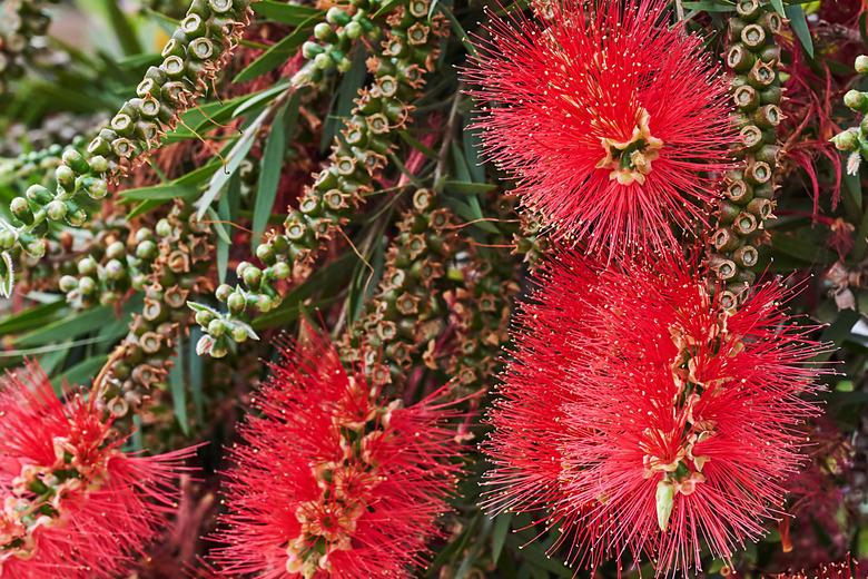 Callistemon
