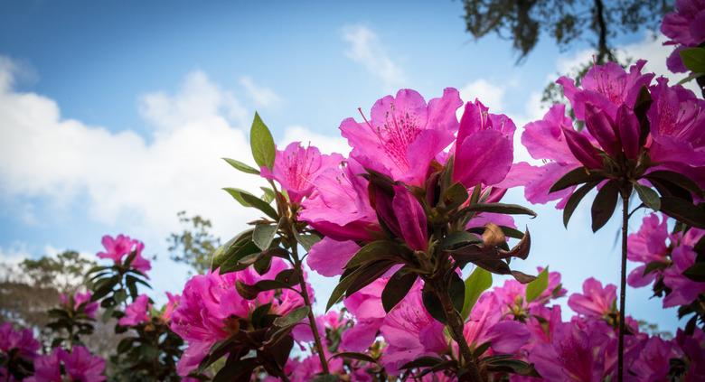 Pink Azaleas in Bloom