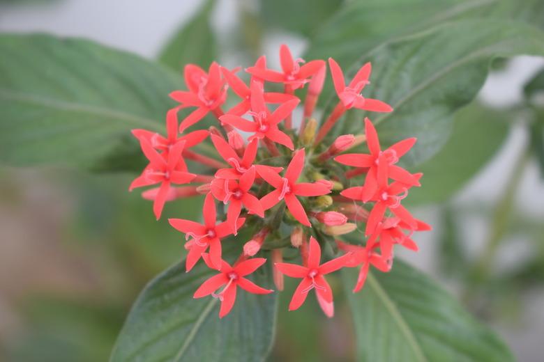 Bright, star shaped,  cluster of flowers of Pentas plant in full bloom. Pentas lanceolata. Rubiaceae family.