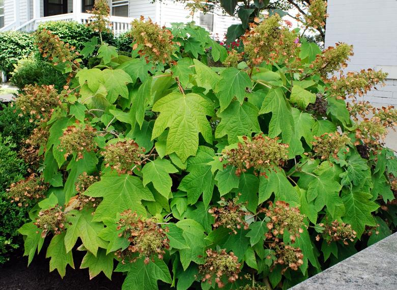 Oakleaf Hydrangea.