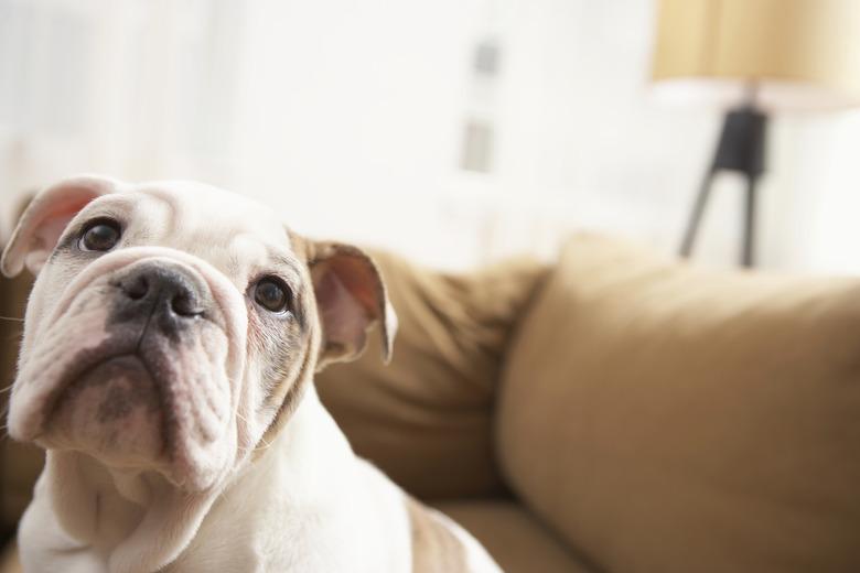 Dog on sofa