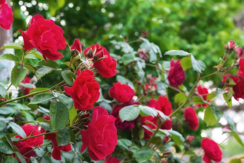 Roses bushes in the garden