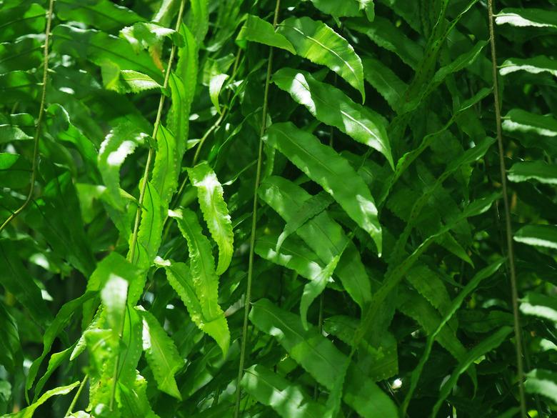 Close up hanging Nephrolepis biserrata Macho fern branch bush with spores