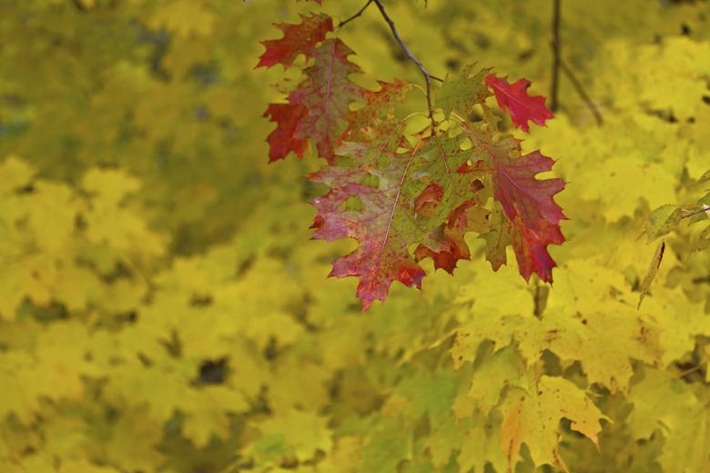 Colorful Oak and maple leaves changing colors red yellow