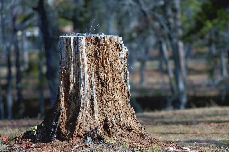 Rotten Stump