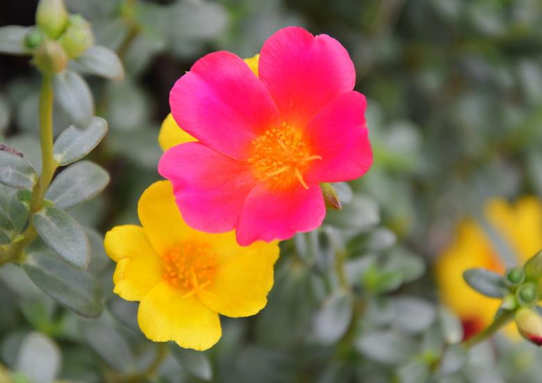 Close up of moss roses in various colors.