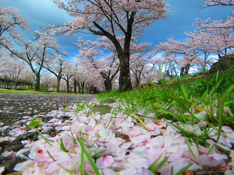 Sakura flower