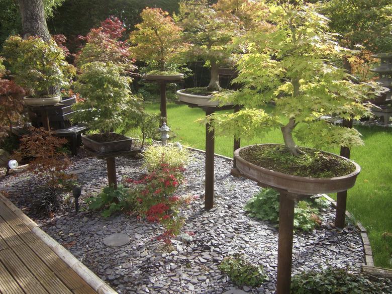 Image of Bonsai Trees displayed in a Garden