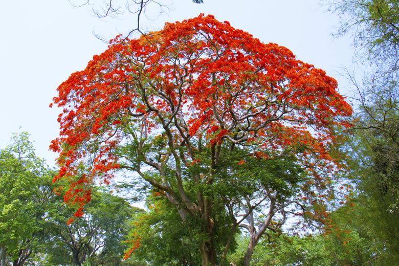 Peacock flower