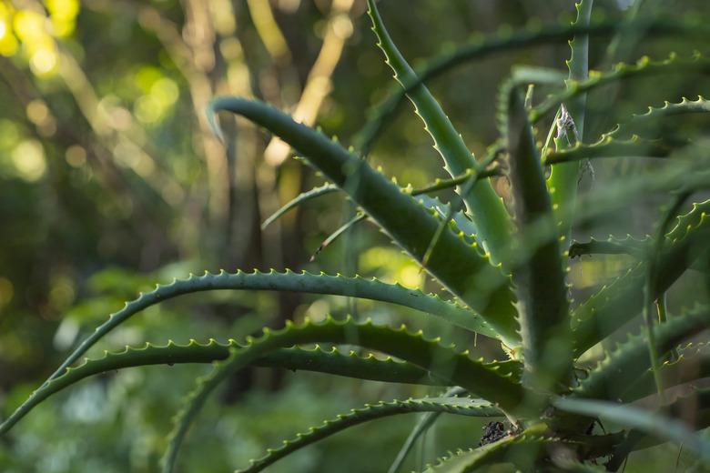 Aloe Vera plant. Succulent plant. Group of succulent plants Beautiful group of beautiful and succulent green plants