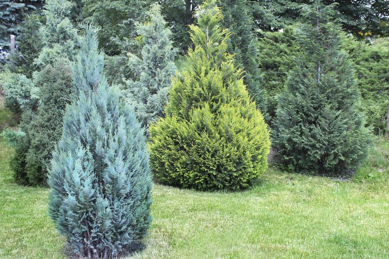 Juniper bushes in the garden