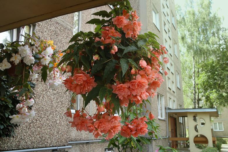 Begonia tuberhybrida pendula in hanging basket.