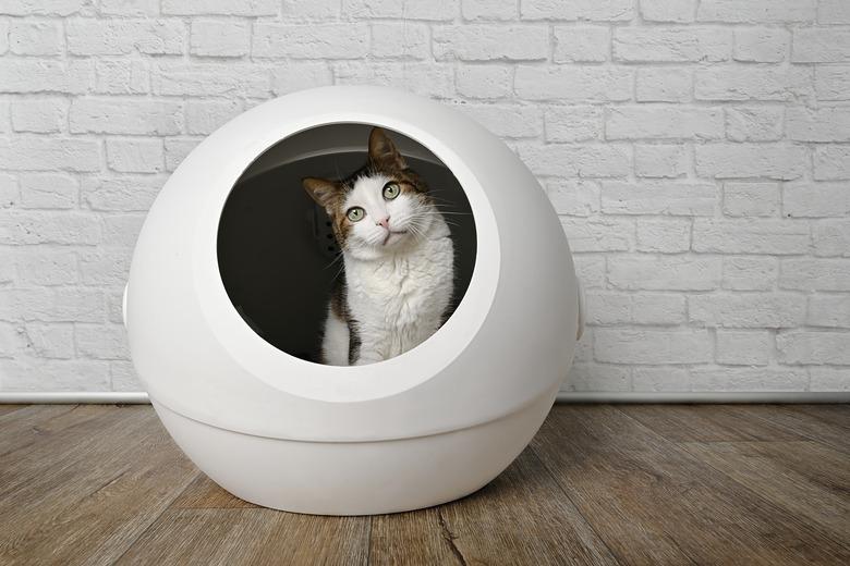 Curious tabby cat sitting in a covered litter box.