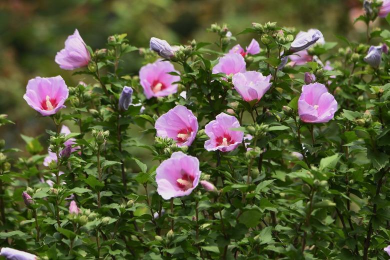 Rose of sharon flowers