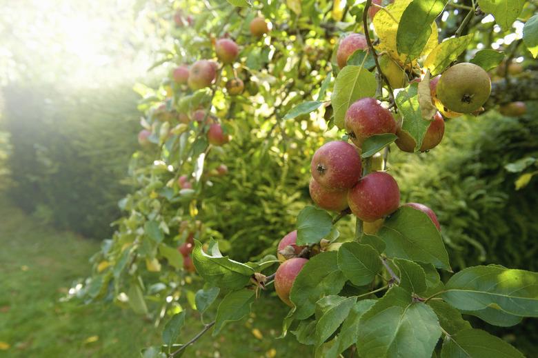 Red skinned apples on a tree in an orchard.