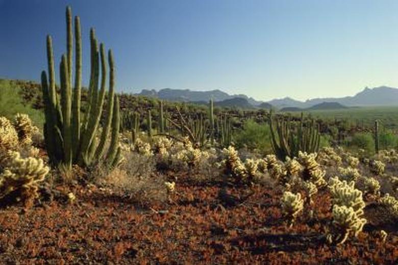 Arizona cactus