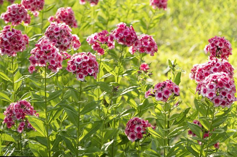 Beautiful blooming phlox.