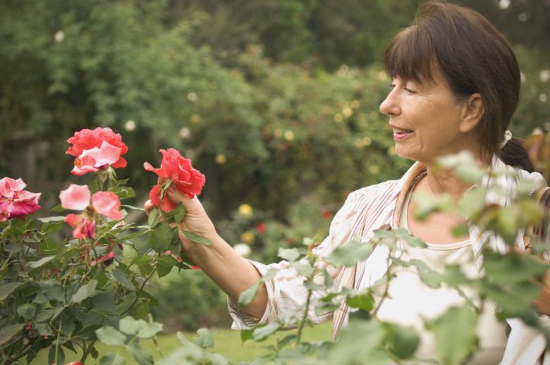 Senior Hispanic woman looking at rose