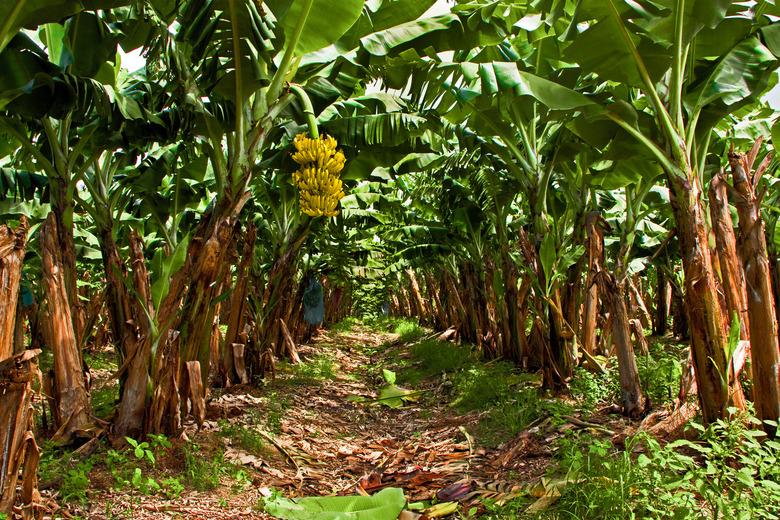 Banana Plantation