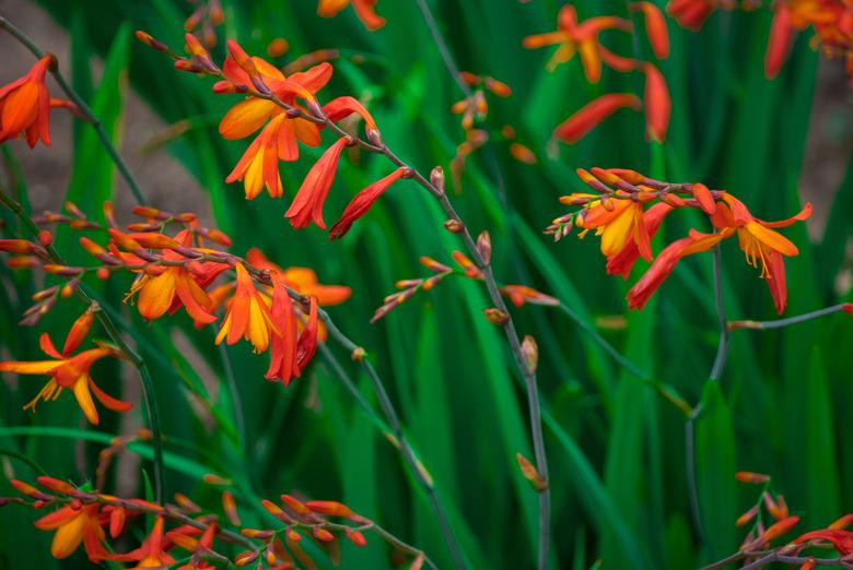 Crocosmia (montbretia) orange, small flowers