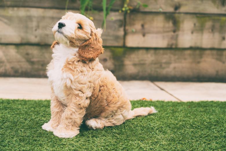 Adorable nine-week-old cockapoo puppy sitting in yard.